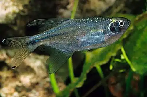 Дракони тетра (Pseudocorynopoma