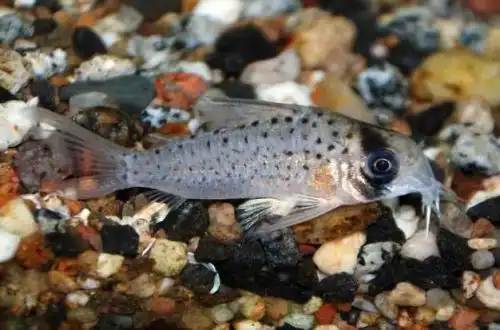 Коридорас замаскований (Corydoras atropersonatus)