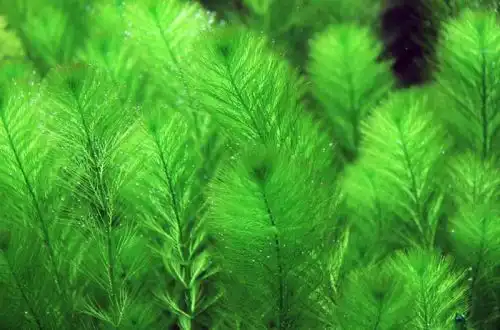 Перистолистник оманливий (Myriophyllum simulans)