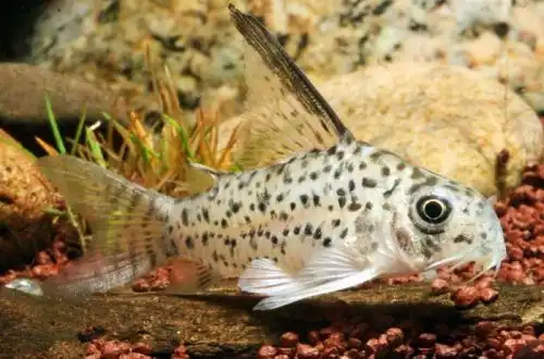 Коридорас арматус або сомік Корі броньований (Corydoras armatus)