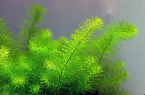 Перисталіст Гайана (Myriophyllum sp. «Guyana»)