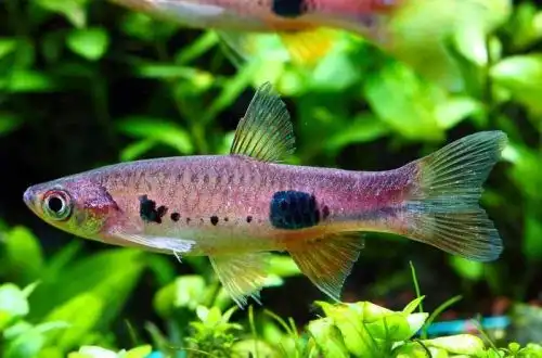 Розбори-клоун (Rasbora