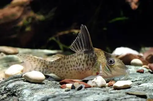 Коридорас короткомордий (Corydoras brevirostris)