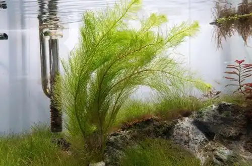 Таїландський перистолистник (Myriophyllum tetrandrum)