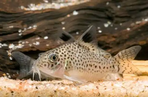 Коридорас Коупа (Corydoras copei)