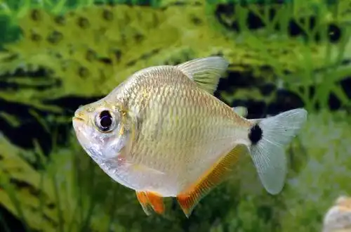 Тетрагоноптерус (Tetragonopterus