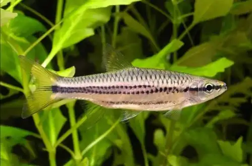 Розбору двосмугового (Rasbora