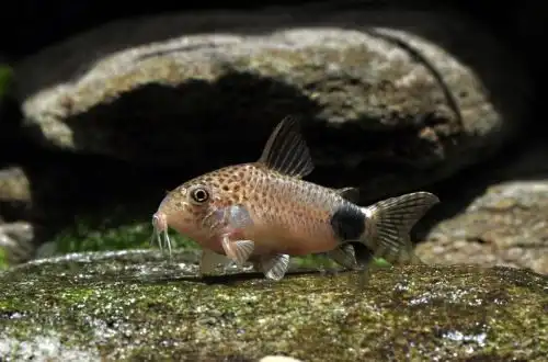 Коридорас плямистохвостий (Corydoras caudimaculatus)