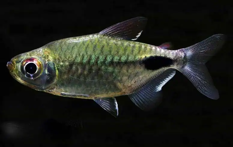 Тетра Альтус (Brachypetersius