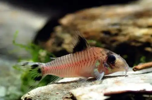 Сомік Кондисципулус або однокласник Коридорас (Corydoras condiscipulus)