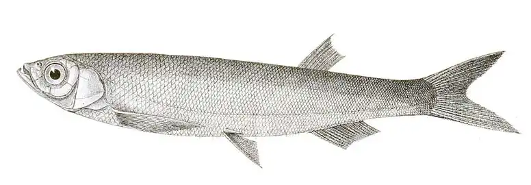 Салостома бакаїла (Salmostoma