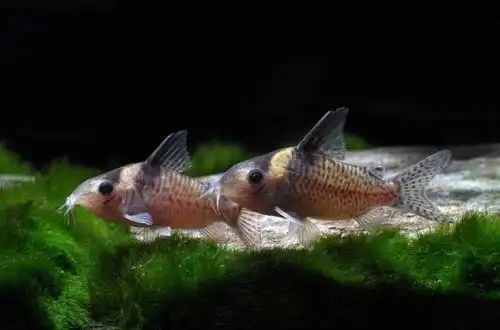 Коридорас дельфакс або Коридорас-свинка (Corydoras delphax)