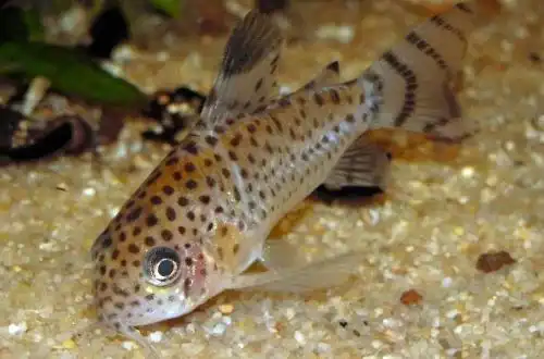 Коридорас Санта-Крус (Corydoras cruziensis)