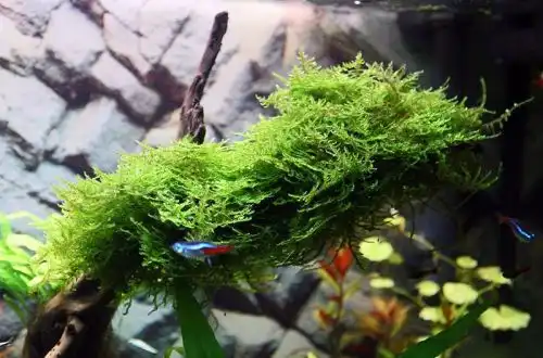 Яванський мох (Taxiphyllum barbieri)