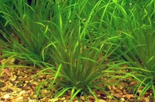 Блікса японська (Blyxa japonica)