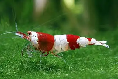 Креветка Червоний кристал (Caridina cantonensis "Crystal Red")