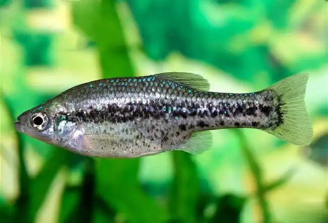 Амека блискуча (Ameca splendens)