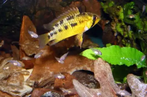 Апістограма Макмастера (Apistogramma macmasteri)