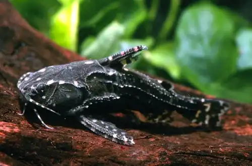 Агамікс або Плямистий сом Рафаеля (Agamyxis pectinifrons)