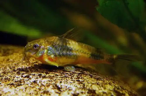 Корідорас Ерхардта (Corydoras ehrhardti)