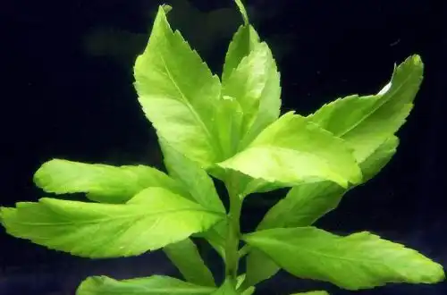 Пенторум сідоідес (Penthorum sedoides)