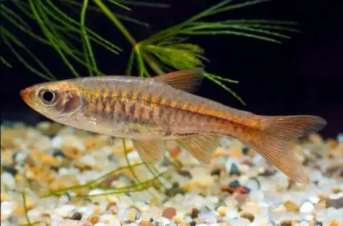 Розбір вулкан (Rasbora vulcanus)