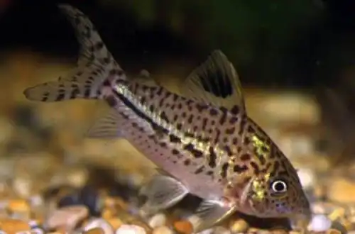 Коридорас Гомеса (Corydoras gomezi)