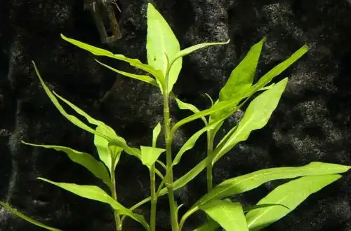 Персикарія (Persicaria Hydropiperoides)