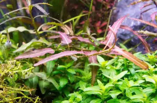 Персикарія рубін (Persicaria praetermissa)