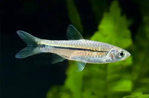 Розбору Павіана (Rasbora paviana)