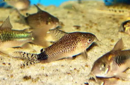 Коридорас Гуапоре (Corydoras guapore)
