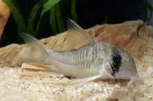 Коридорас сірий (Corydoras griseus)