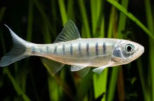 Рибка Барна (Opsarius barna)
