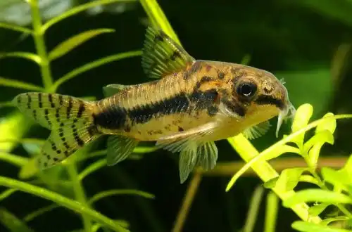 Витончений коридорас або Сомік Хаброзус (Corydoras habrosus)