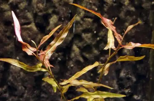 Персикарія Порту-Веллю (Persicaria sp. Porto Velho)