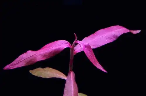 Персикарія Сан-Паулу (Persicaria sp. Sao Paulo)
