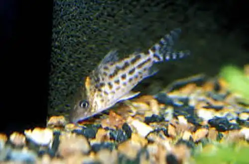Коридорас інколикану (Corydoras incolicana)