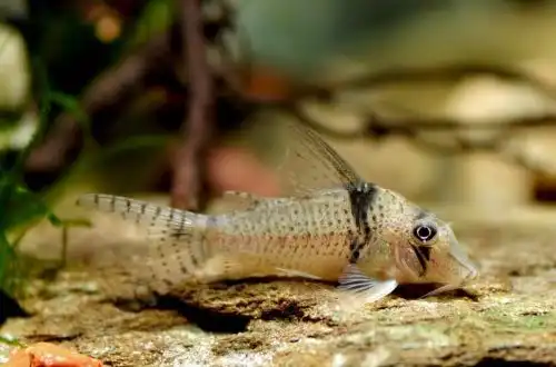 Коридорас Пастаса або сомік Корі Пастаса (Corydoras pastazensis)