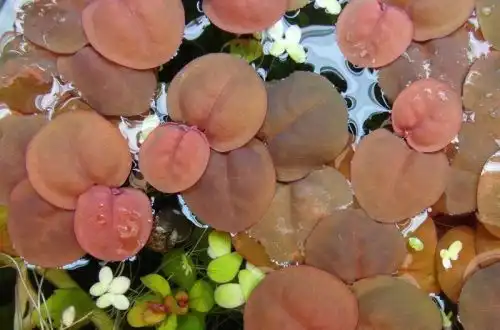 Філантус плавучий (Phyllanthus fluitans)