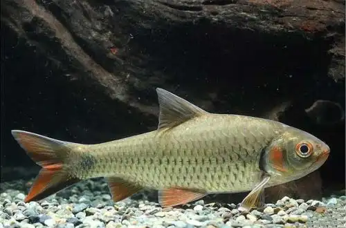 Барбус червонощокий (Systomus