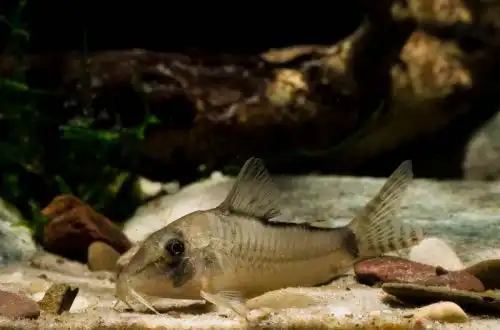 Коридорас симулатус (Corydoras simulatus)
