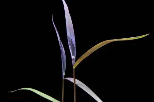 Довгостебло або «Фіолетовий бамбук» (Poaceae «Purple Bamboo»)