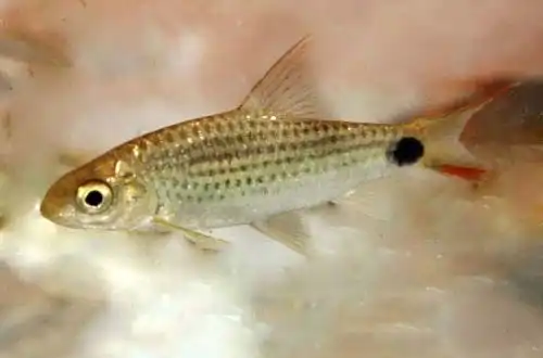 Барбус асока (Systomus asoka)