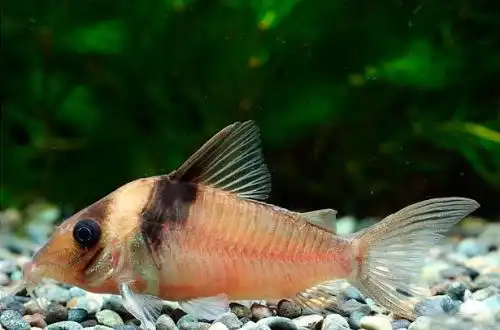 Коридорас Вірджинія (Corydoras virginiae)