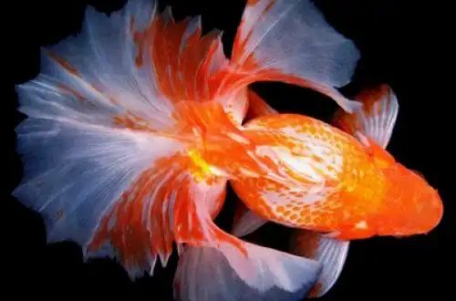 Тосакін (Tosakin Goldfish)
