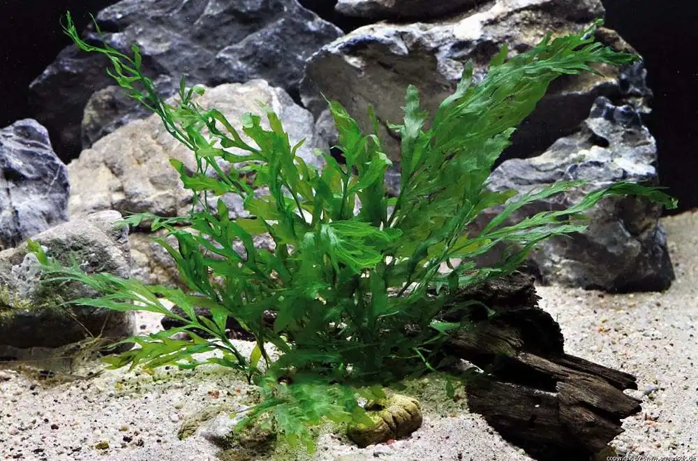 Болбітіс Геделоті (Bolbitis heudelotii)