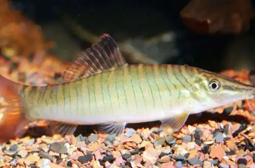 Боція Тигрова або Боцилія Тигрова (Syncrossus hymenophysa)