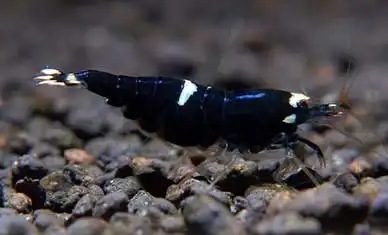 Креветка Кінг-Конг (Caridina cantonensis "King Kong")