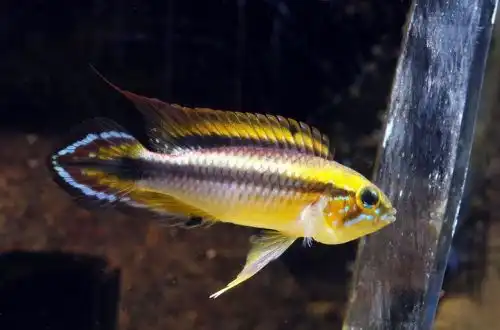Апістограма Агассіца (Apistogramma agassizii)