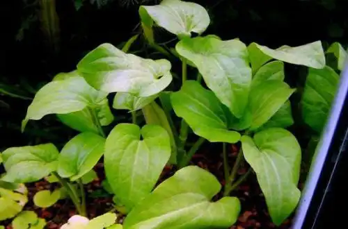 Заурурус пониклий (Saururus cernuus)